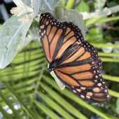 Use the arrows or slide the photo to see more