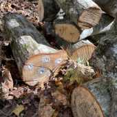 Use the arrows or slide the photo to see more